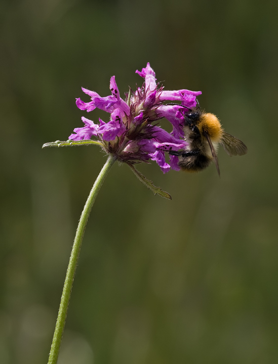 Bombus pascuorum